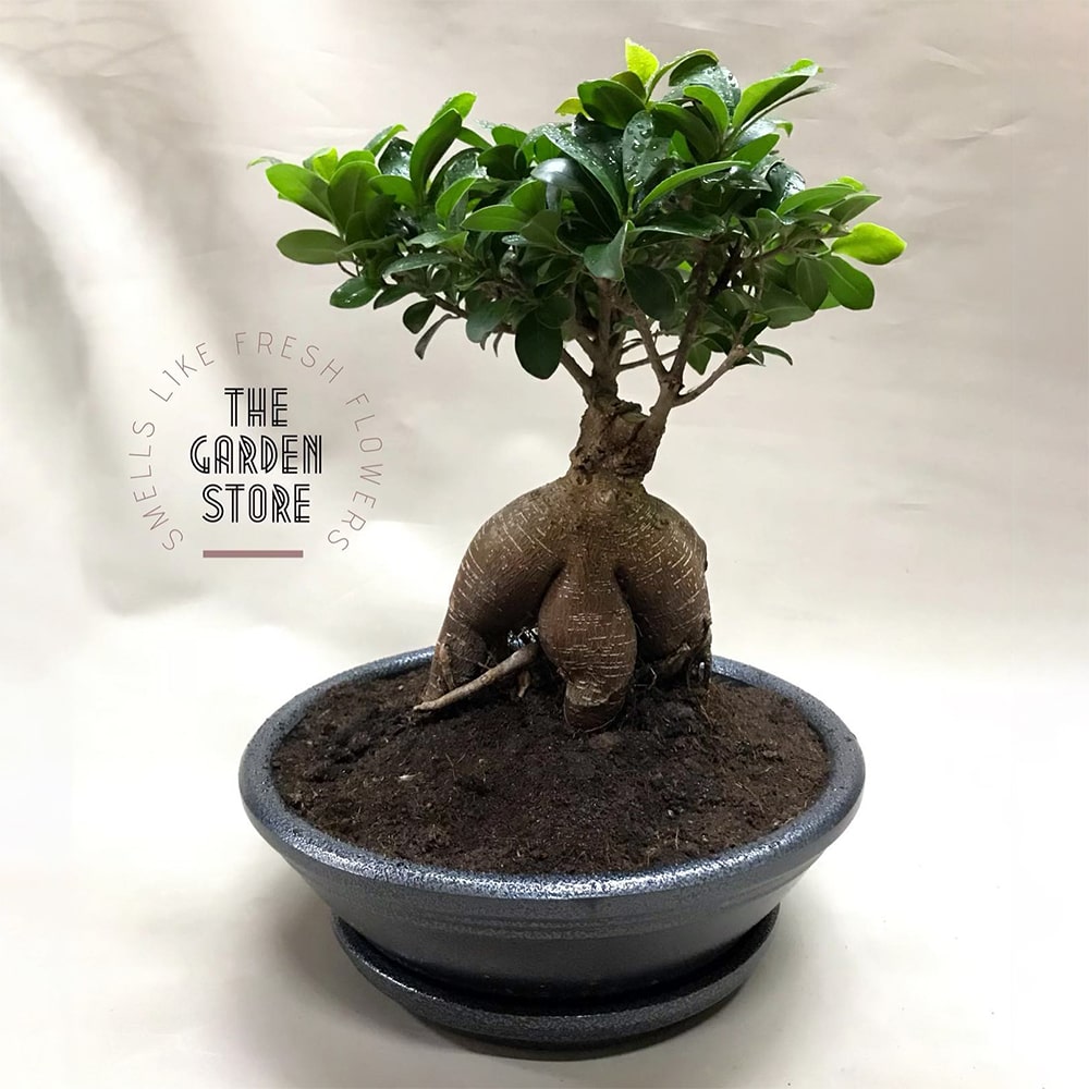 Ficus Bonsai The Garden Store λαμία