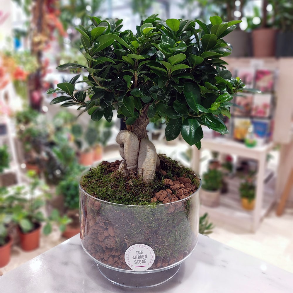 Ficus Bonsai The Garden Store λαμία