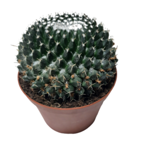 2108