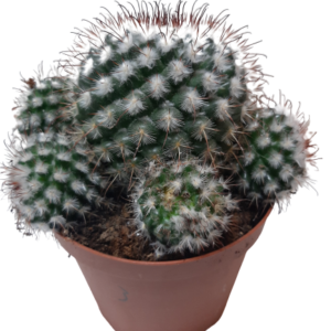 2104