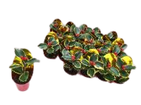 2323