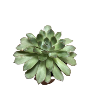 2822