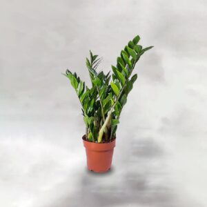 Zamioculcas Ζάμια D17 H75 8st The Garden Store Λαμία