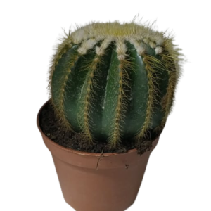 3152