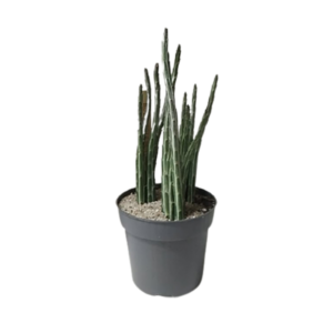 3283