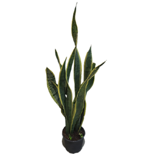 3327