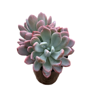 3251