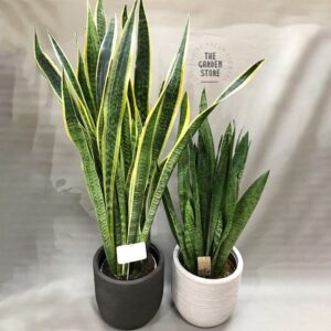 Σανσιβέρια Sansevieria Trifasciata Laurentii The Garden Store Λαμία