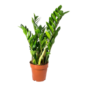 3285