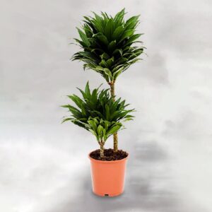 Dracaena Compacta (Δράκαινα) D19H90 2ρρ The Garden Store Λαμία