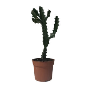 4250