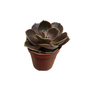 3667