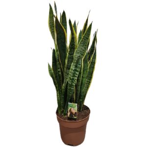 3917
