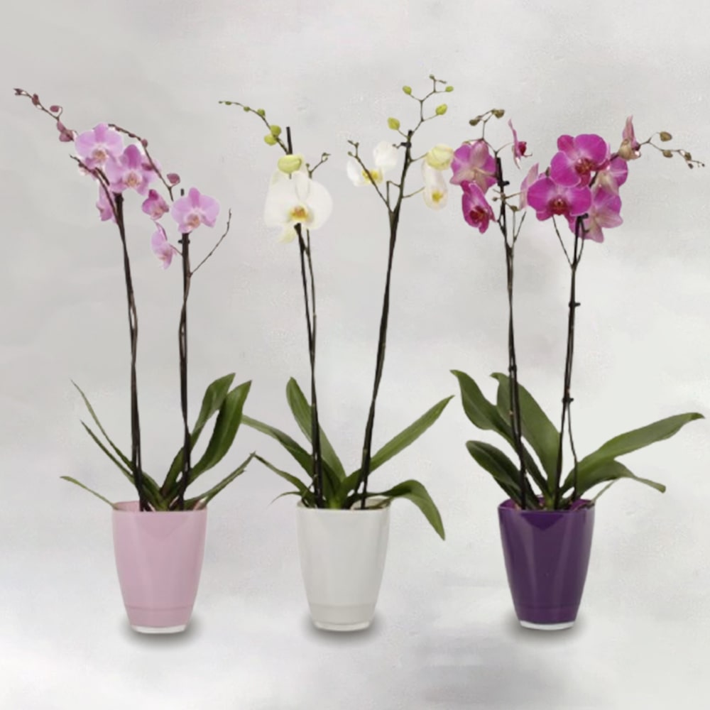 Ορχιδέα Phalaenopsis Mix Colors The Garden Store Λαμία