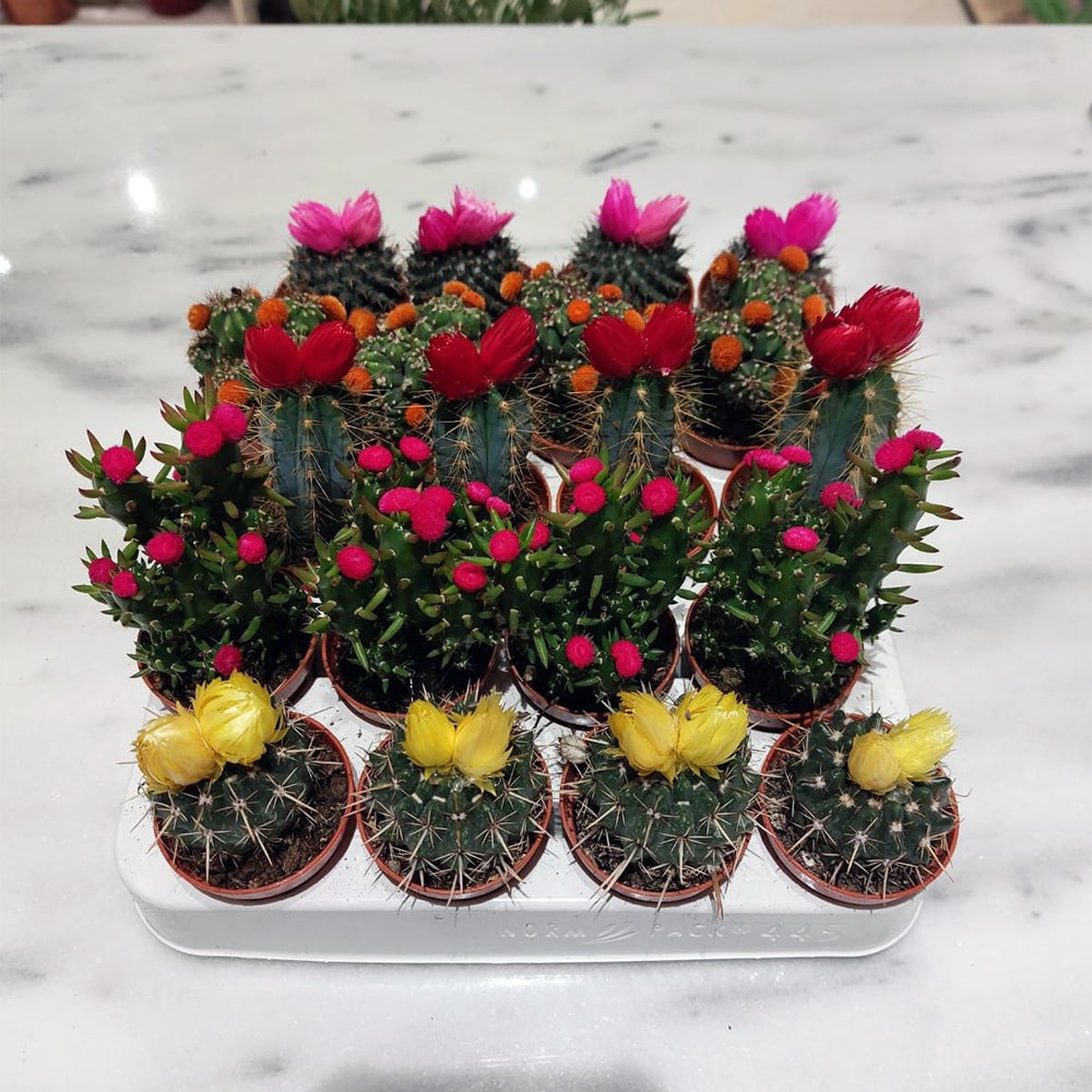 Cactus Dryflowers mix 5,5Ø 5cm Μίνι κακτάκια mix εσωτερικού χώρου The Garden Store Λαμία