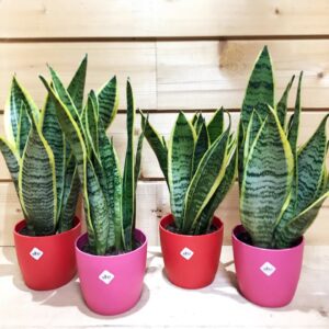 Σανσιβέρια Sansevieria The Garden Store Λαμία