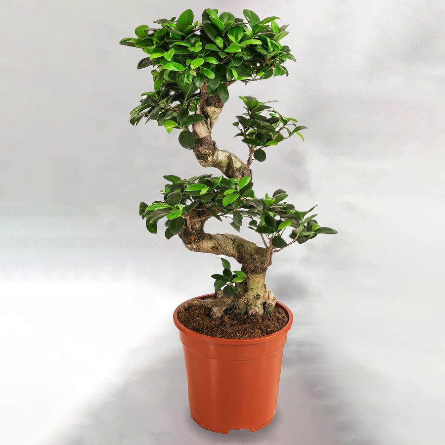 Μπονσάι Ficus Microcarpa Gingseng S-Type The Garden Store Λαμία