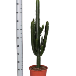 5942