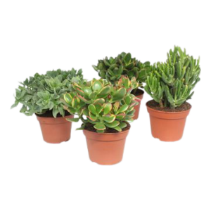5944