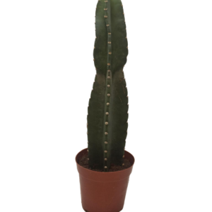 6013