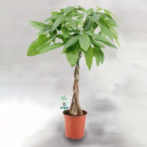 Παχύρα Pachira Aquatica The Garden Store Λαμία