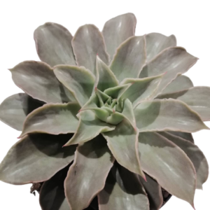 6073