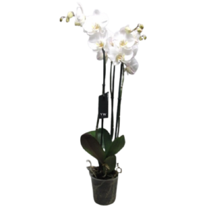 Ορχιδέα Phalaenopsis White World Τρίκλωνη The Garden Store Λαμία