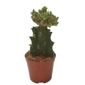6014