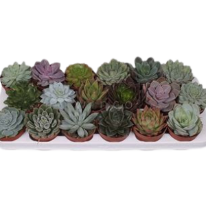Εχεβέρια Echeveria mix 9Ø 10cm The Garden Store Λαμία