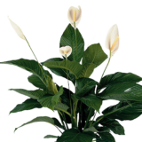 Σπαθίφυλλο Spathiphyllum Bingo Cupido The Garden Store Λαμία