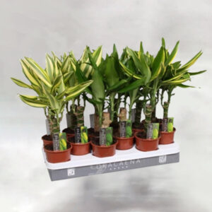 Δράκαινα Dracaena Fragrans Cintho 13Ø 50cm 1pp The Garden Store Λαμία
