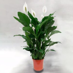 Σπαθίφυλλο Spathiphyllum Sebastiano 27Ø 110cm 4fl The Garden Store Λαμία