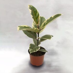 Φίκος Ficus Elastica 19cm The Garden Store Λαμία