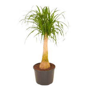 7176