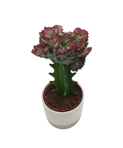 Ευφόρβια παχύφυτο Cactus Euphorbia Lactea 8,5Ø 20cm