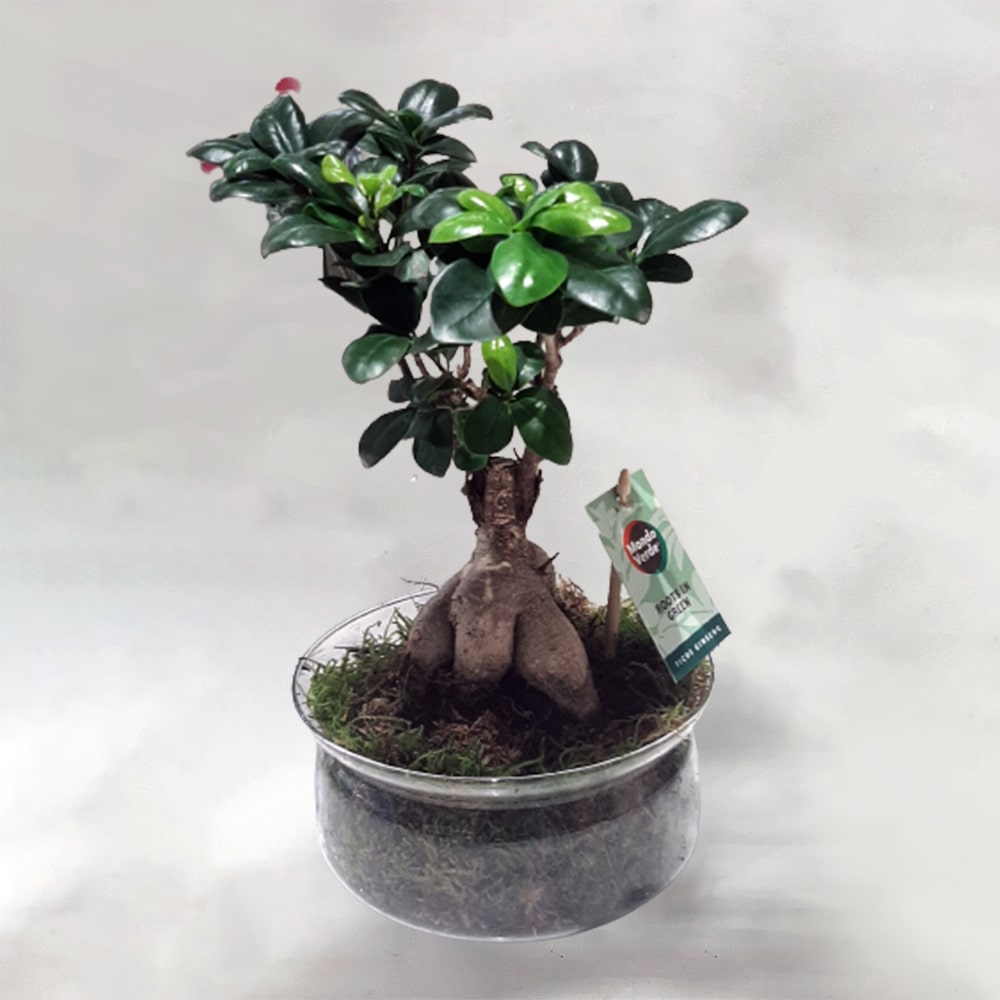 Bonsai Ficus m ginseng σε Γυάλινο μικρό The garden Store Λαμία