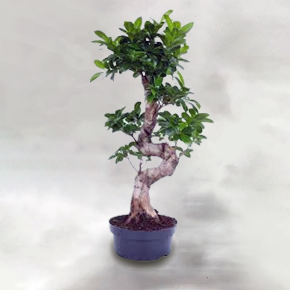 Ficus Microcarpa Gingseng s-type 35Ø 100cm 1pp The garden Store Λαμία